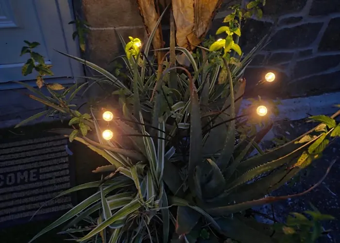 Nid D'amour * בסטיה